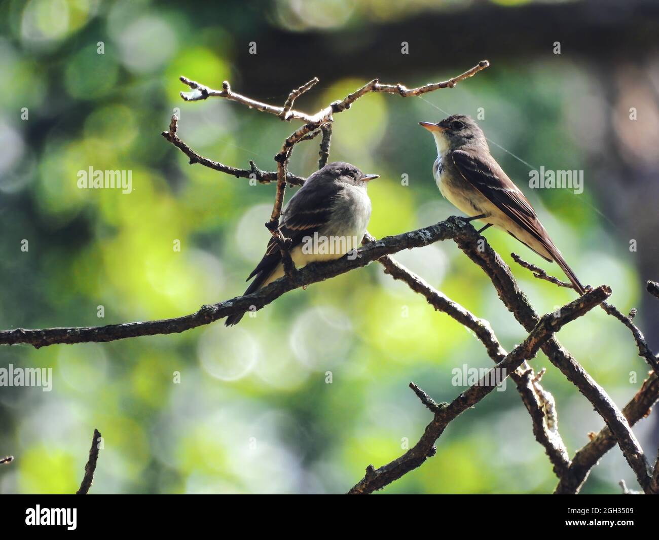 Genitore e bambino Flycatcher: Un uccello flycatcher adulto si siede vicino al suo bambino flycatcher giovanile che guarda sopra esso come è fuori del nido Foto Stock