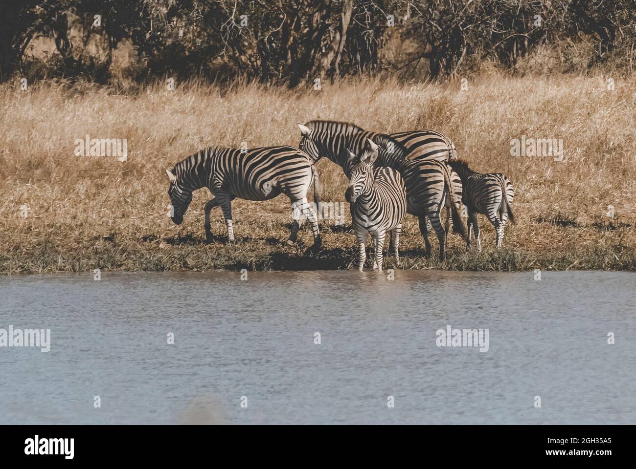 Zebra africana in ambiente sabannah, Parco Nazionale Kruger, Sud Africa. Foto Stock