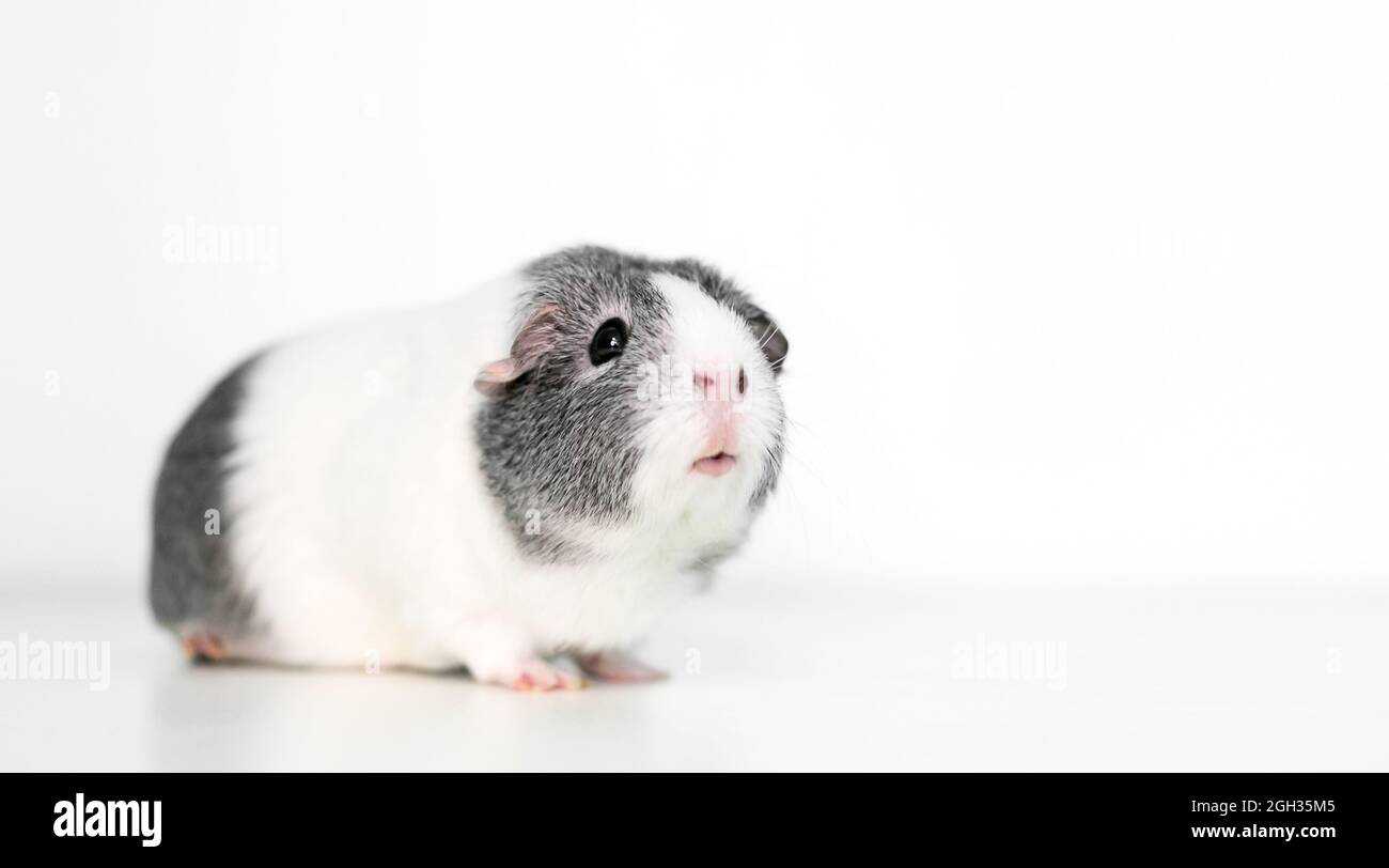 Un grigio e bianco American Guinea Pig seduta su sfondo bianco Foto Stock