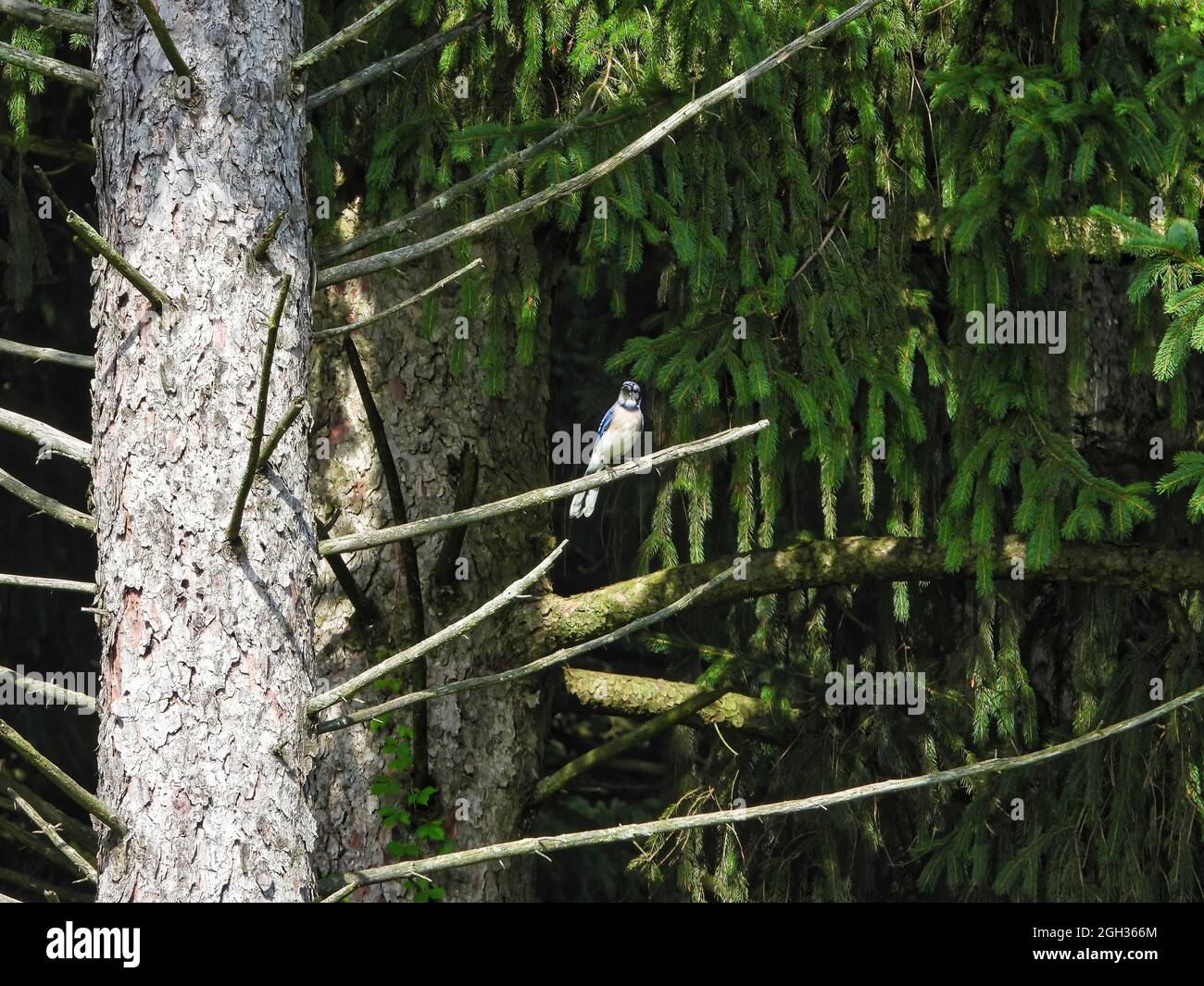 Brilliant Blue Jay Bird on a Branch: Un uccello di Jay blu brillante posato  su un ramo di un abete Foto stock - Alamy