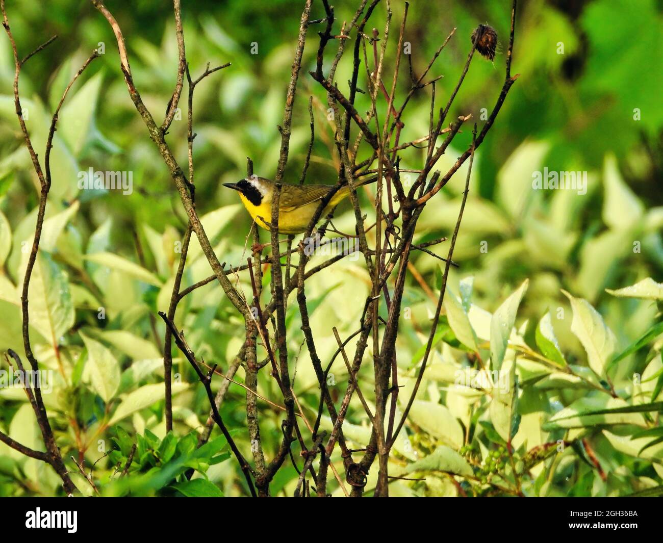 Common Yellowgola Warbler su un ramo: Un uccello maschio comune yellowgola Warbler equilibra su piccoli rami con fogliame verde sullo sfondo Foto Stock