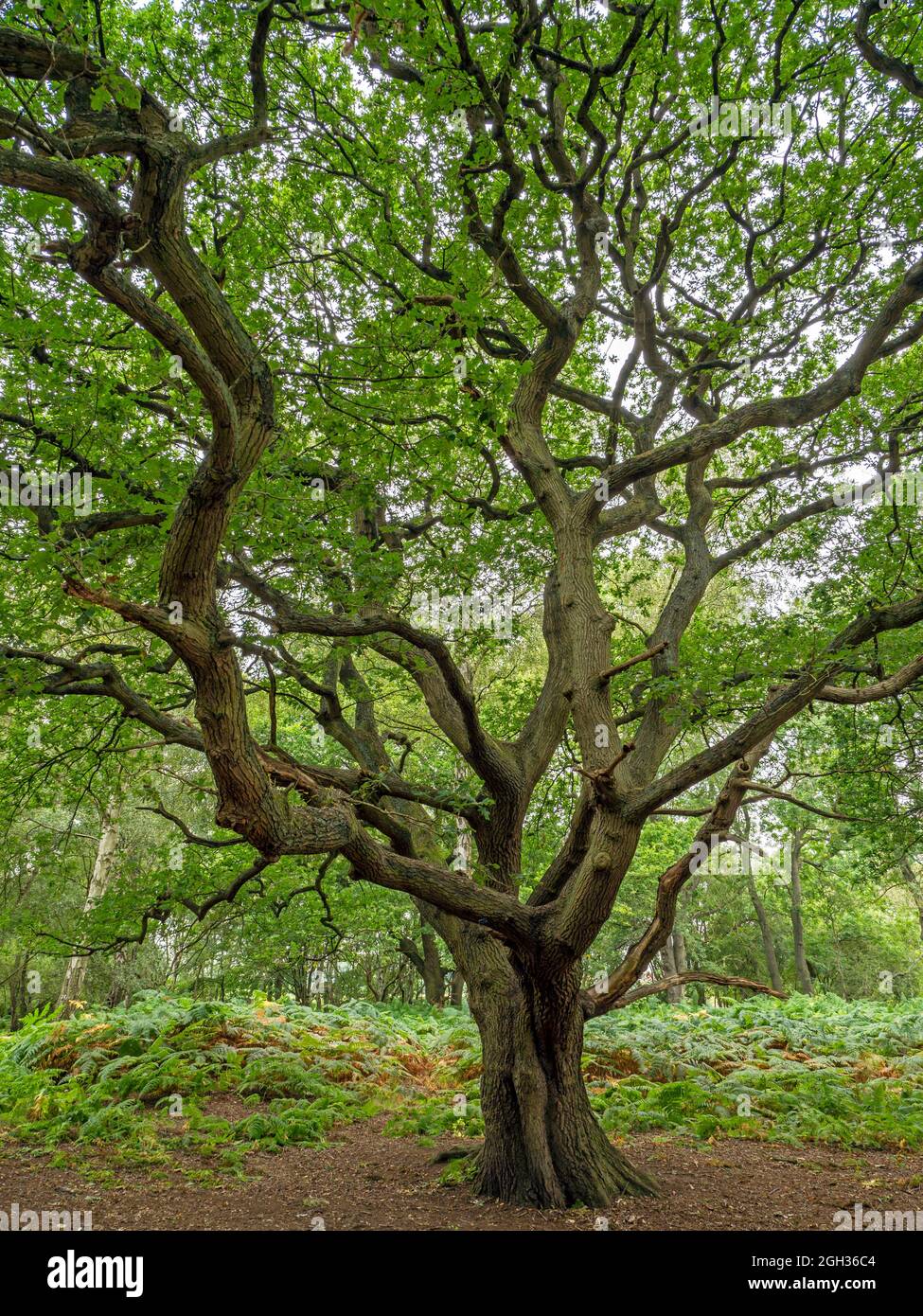 Vecchio albero di quercia con rami attorcigliati e fogliame estivo Foto  stock - Alamy