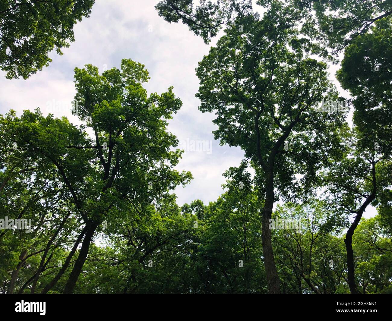 Alberi nella foresta: Guardando attraverso il baldacchino albero in una spettacolare giornata estiva soleggiata con alberi che mostrano foglie verdi piene contro il cielo blu Foto Stock