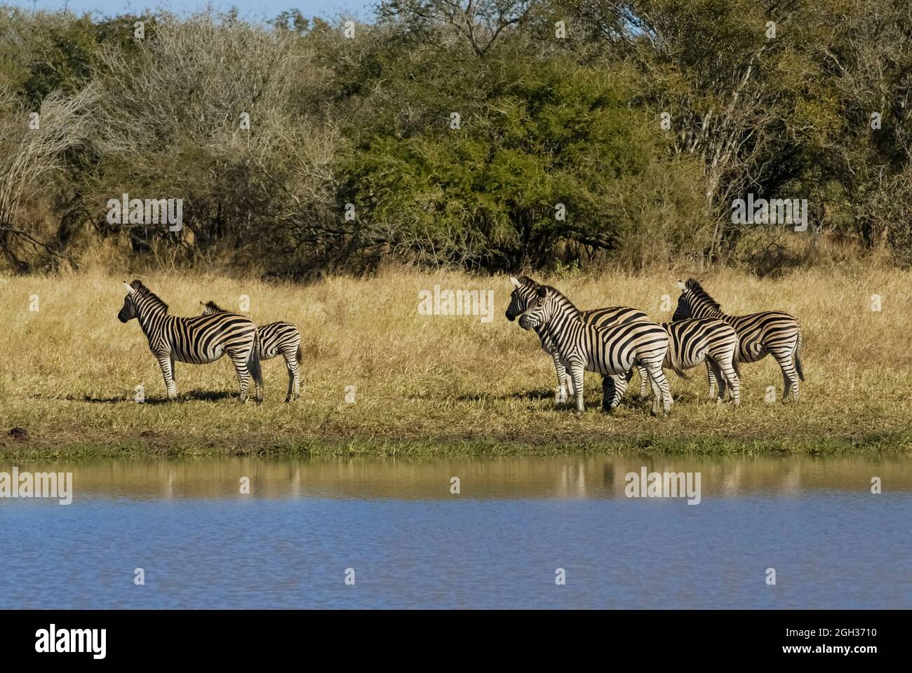Zebra africana in ambiente sabannah, Parco Nazionale Kruger, Sud Africa. Foto Stock
