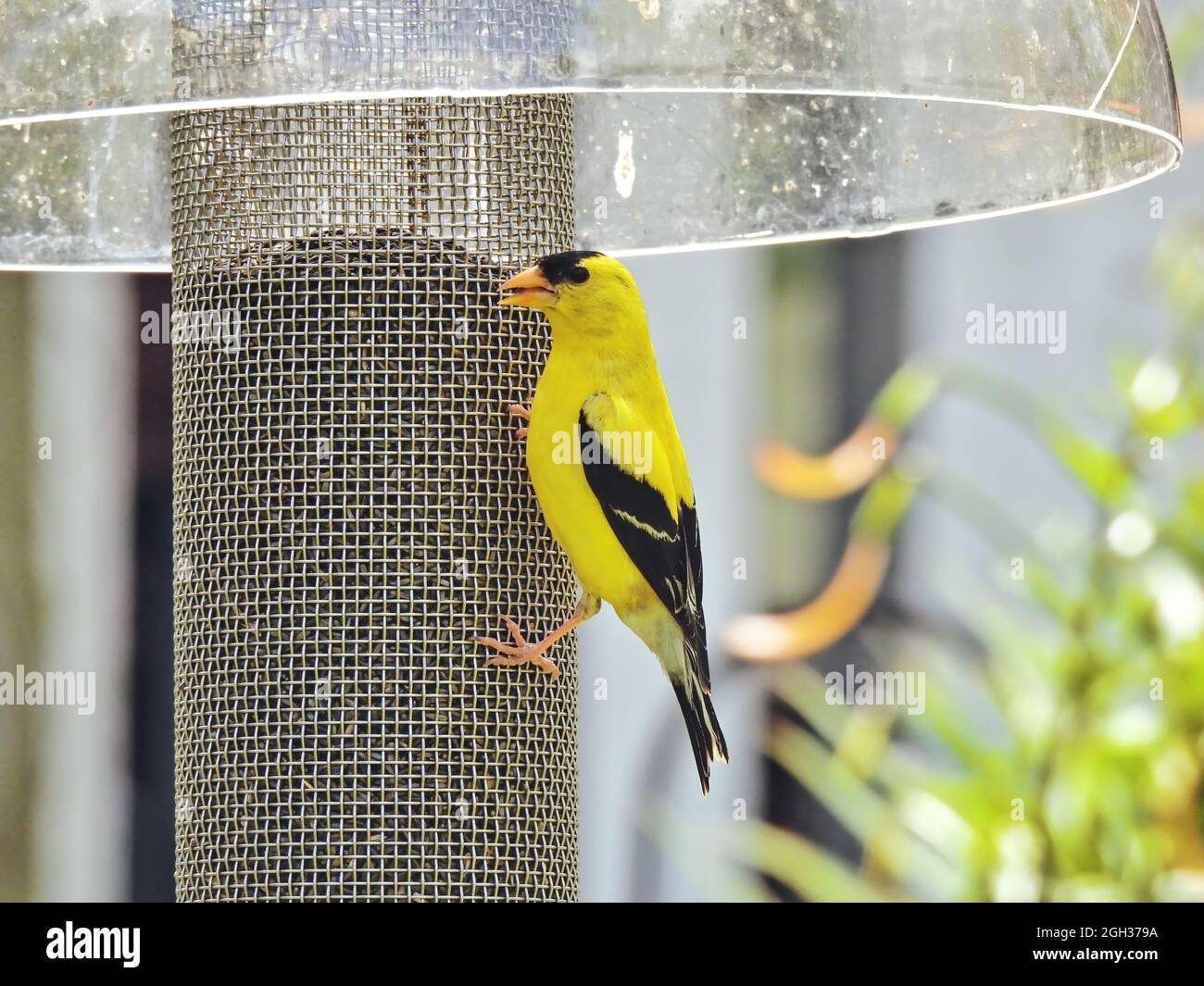 Uccello di Finch su un alimentatore: Un maschio americano goldfinch si nutre da un alimentatore in una giornata estiva soleggiata Foto Stock