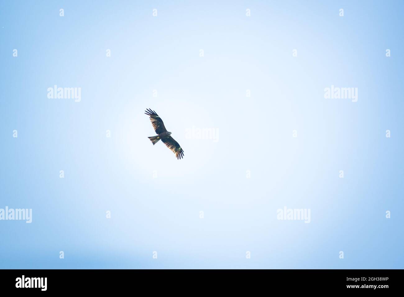 hawk che si stendono le ali nel cielo blu Foto Stock