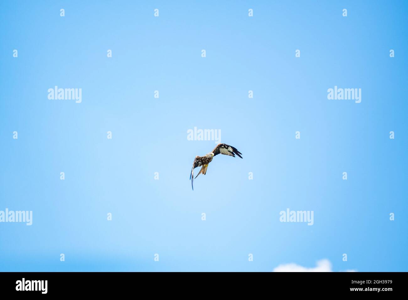 hawk che vola nel cielo blu Foto Stock