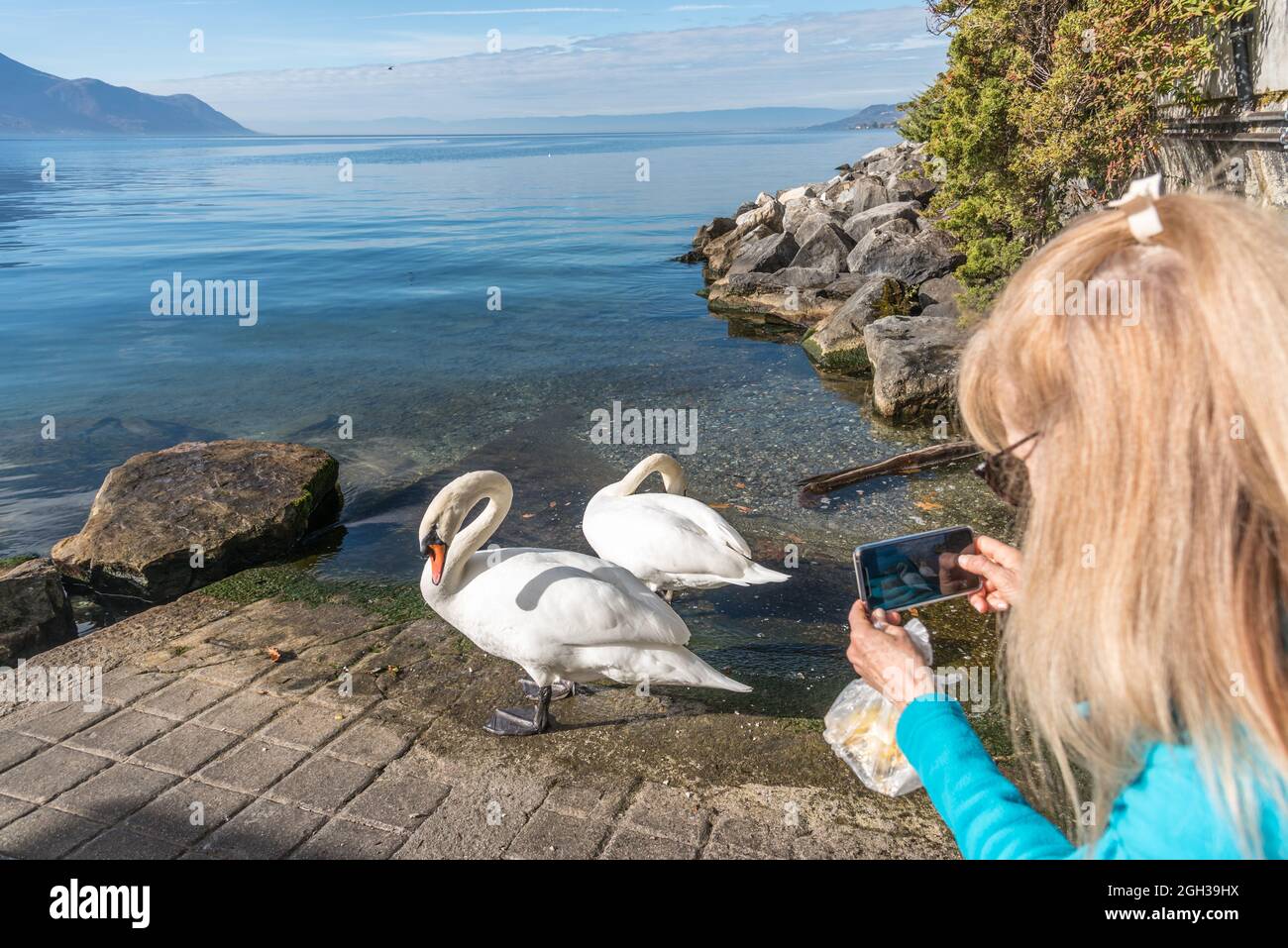 Donna adulta caucasica bionda che scatta foto di due cigni bianchi con un telefono cellulare dalla riva di un lago alpino in una giornata di sole. Foto Stock