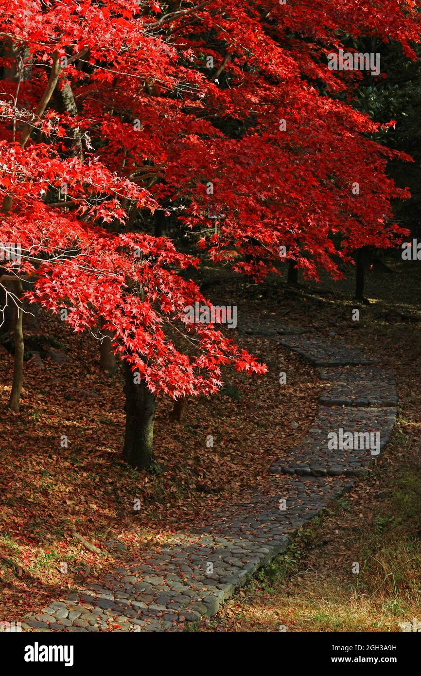 Passeggiata del Parco Ikuta Ryokuchi con belle foglie autunnali Foto Stock