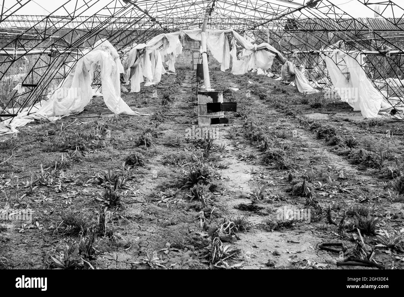 Serre abbandonate. Distrutta serra di una rovinata economia hosthouse.  Serra abbandonata. Serre a cornice senza vetro e pellicola Foto stock -  Alamy