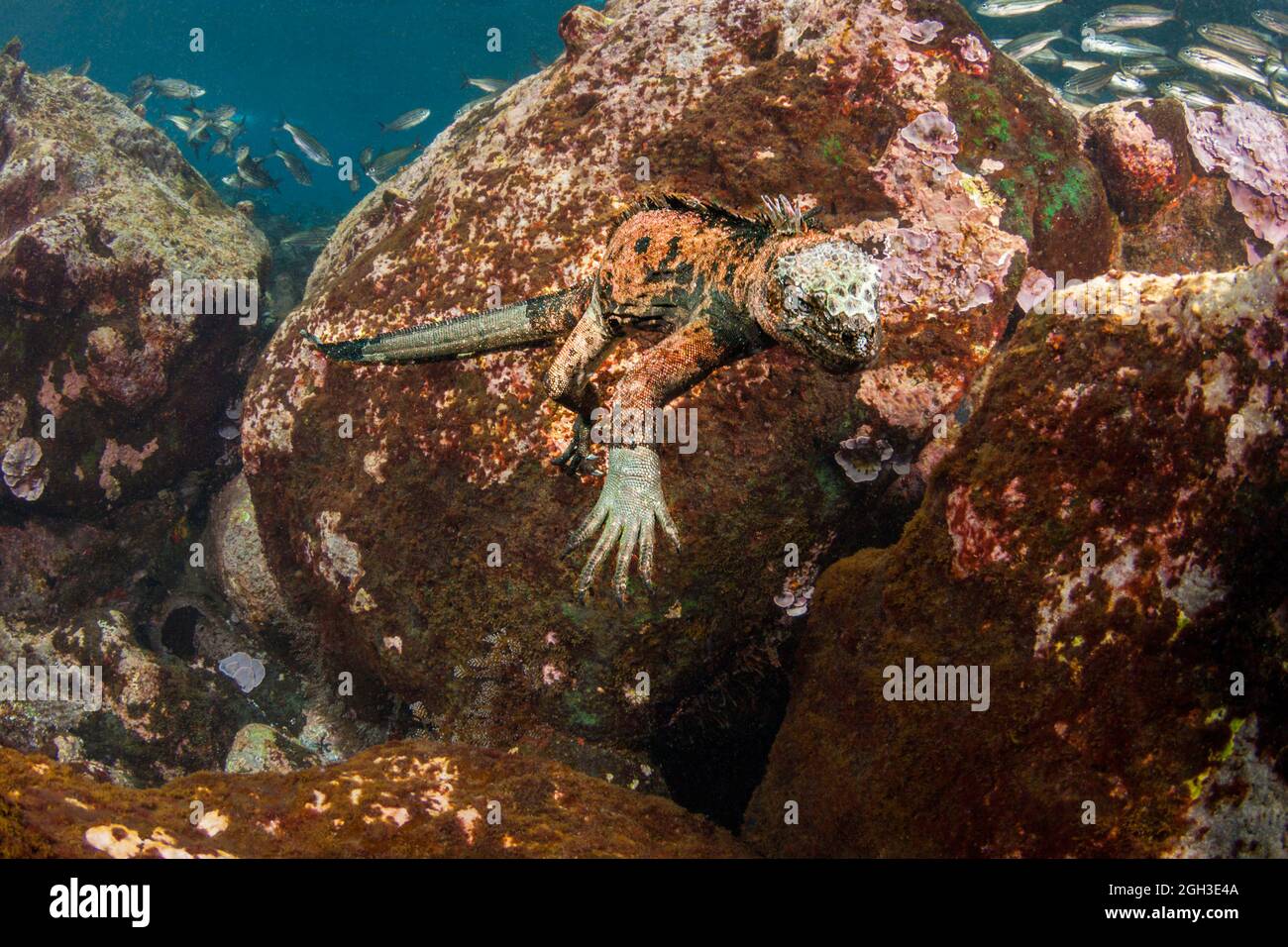 Questa iguana marina, Amblyrhynchus cristatus, è stata fotografata la caccia per una patch di alghe da munch su, Isole Santa Fe, Isole Galapagos, Equador. Foto Stock