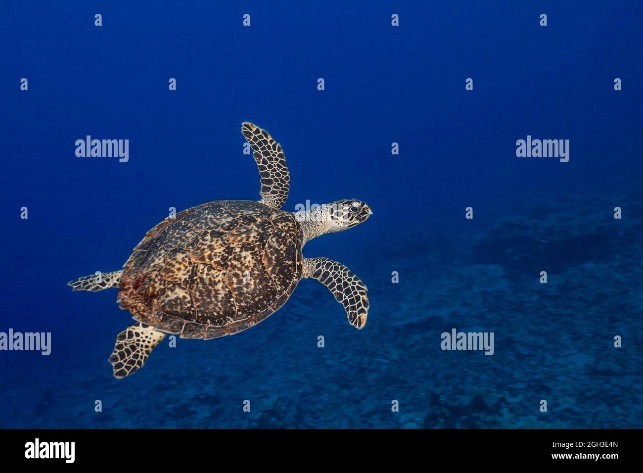 Eretmochelys imbricata, una tartaruga di Hawksbill in pericolo di estinzione critica, scivola su una barriera corallina al largo dell'isola di Yap, Micronesia. Foto Stock