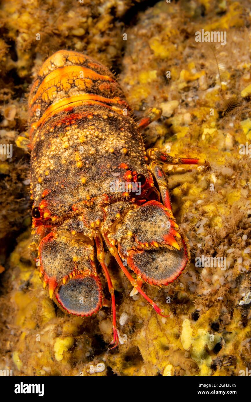 Regal delle aragoste, Arctides regalis, sono anche chiamati pala-aragoste dal naso. Hawaii. Foto Stock