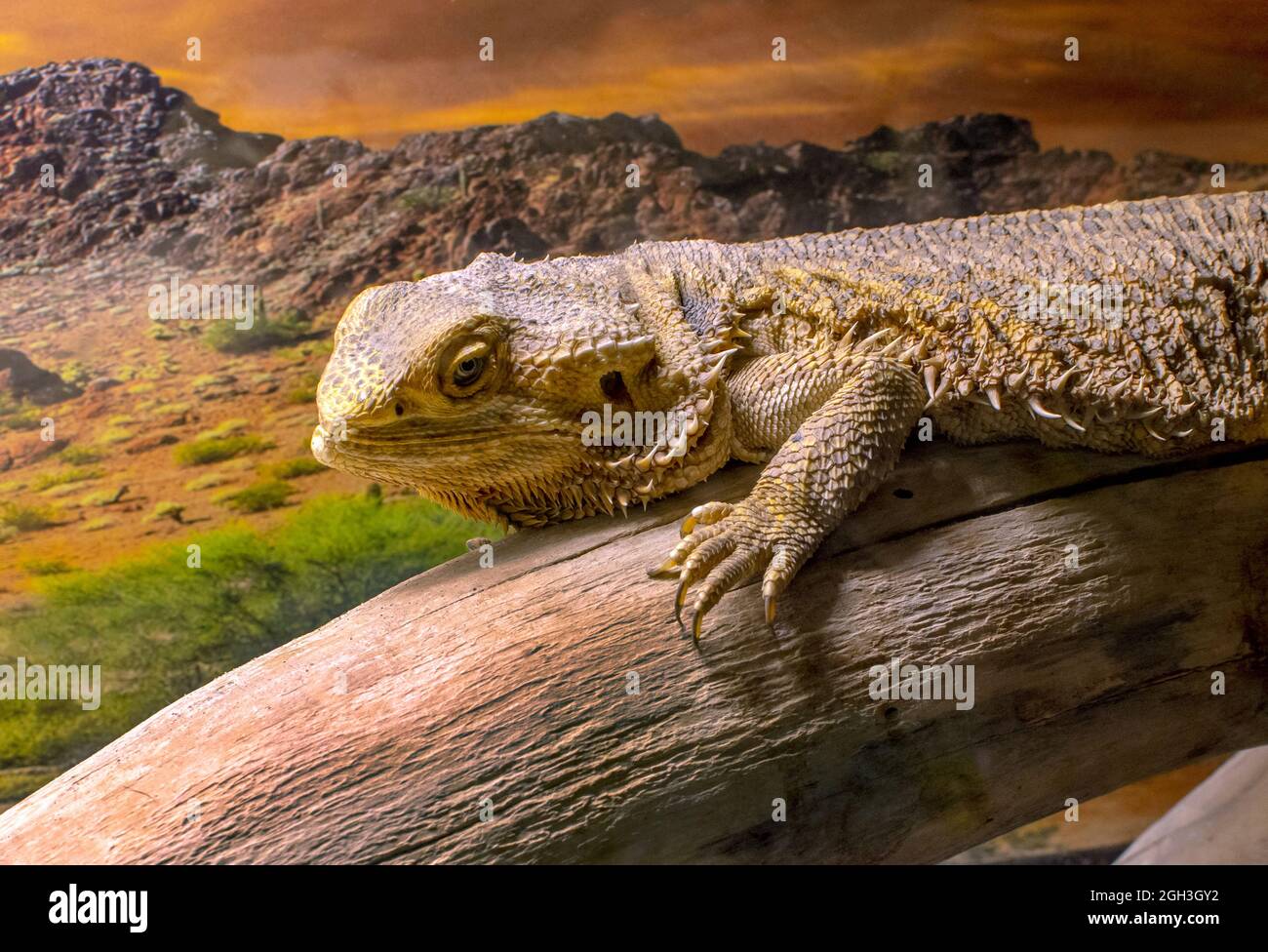 Primo piano di un drago bearded australiano, una lucertola dal basso sotto Foto Stock