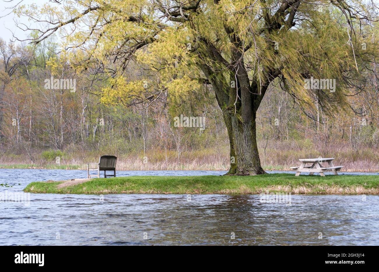 Una panca in legno del parco e un vecchio tavolo da picnic in legno, sedersi sotto un grande albero di salice su questo piccolo lago in primavera Foto Stock