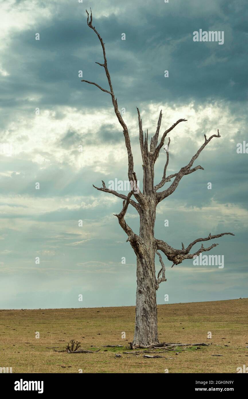 Un paddock asciutto e erboso senza scorte è punteggiato da un singolo albero morto su una proprietà di pecore sulle Tablelands del New England del NSW settentrionale in Australia. Foto Stock