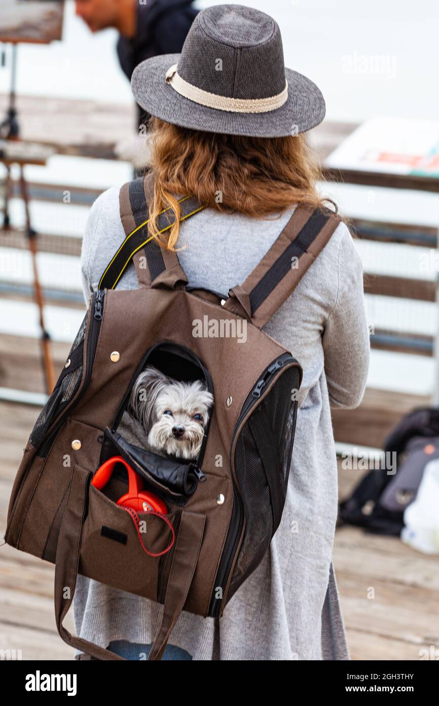 Giovane donna che porta il suo cane in grembo in un zaino lungo il lungomare Steveston nella British Columbia Canada Foto Stock