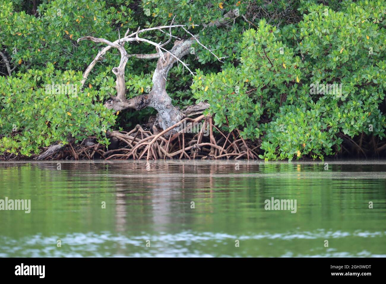 Mangrovie sulle isole Barrier nel sud-ovest della Florida Foto Stock