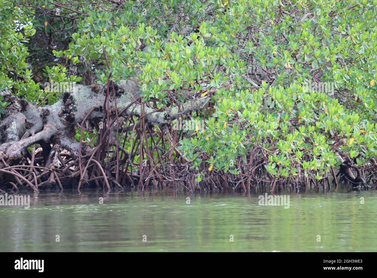 Mangrovie sulle isole Barrier nel sud-ovest della Florida Foto Stock