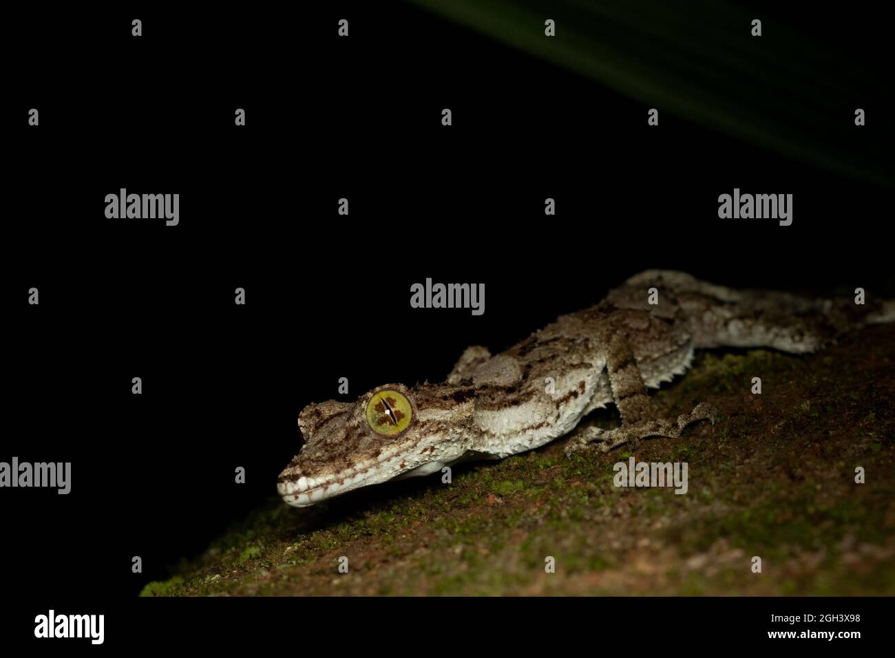 Gecko a coda di foglia settentrionale (Saltuarius cornutus) su un tronco di foresta pluviale. Kuranda, Queensland, Australia. Foto Stock