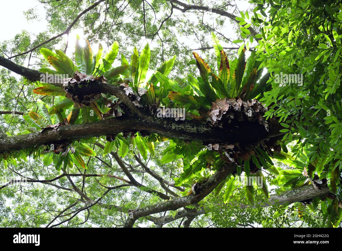 Vista di più grappoli di Bird's Nest Fern che crescono su un grande ramo di alberi nella foresta pluviale tropicale, dal basso Foto Stock