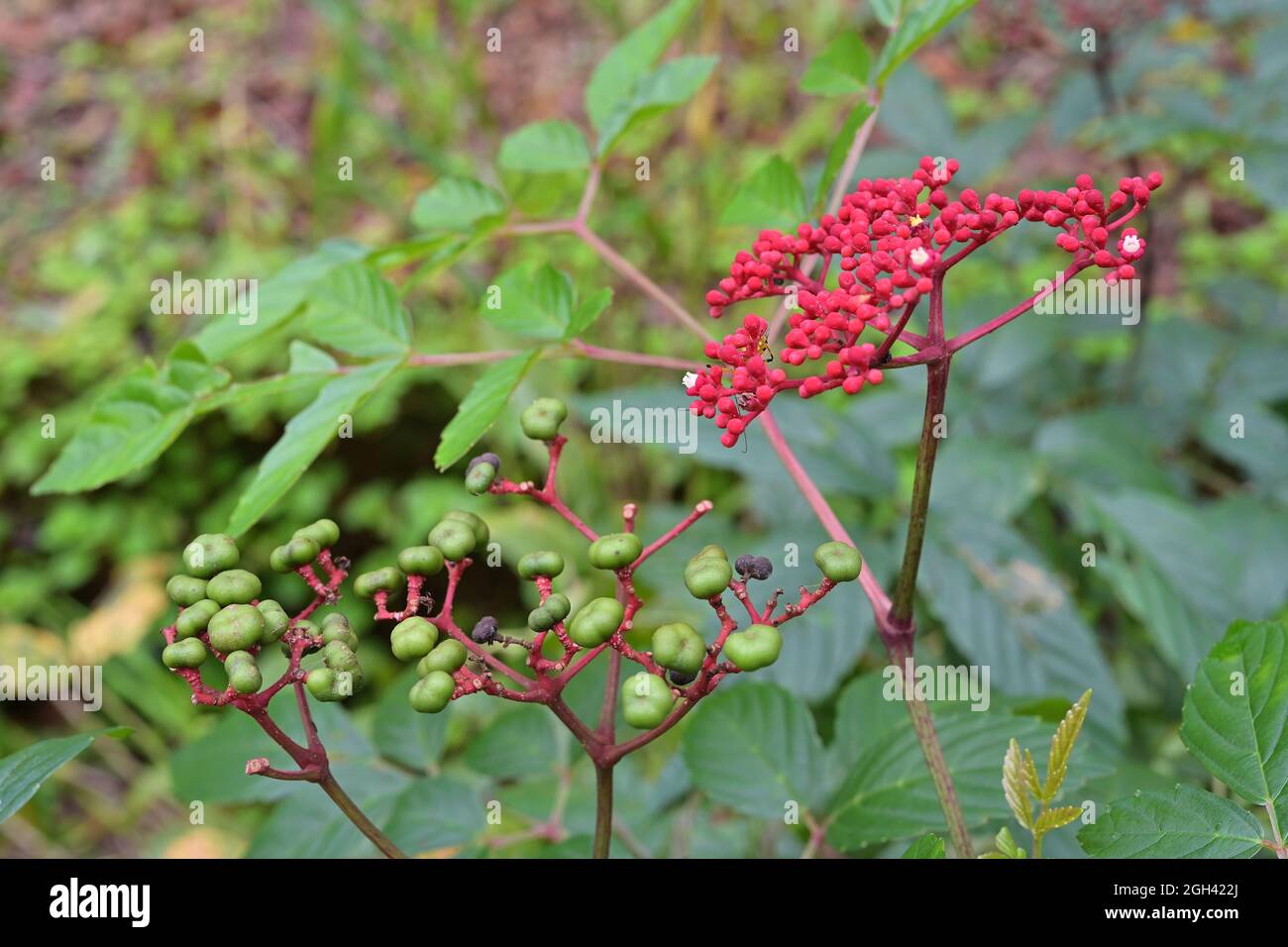 Infiorescenza rosso brillante con piccoli fiori bianchi e bacche verdi della pianta di Leea rubra Foto Stock