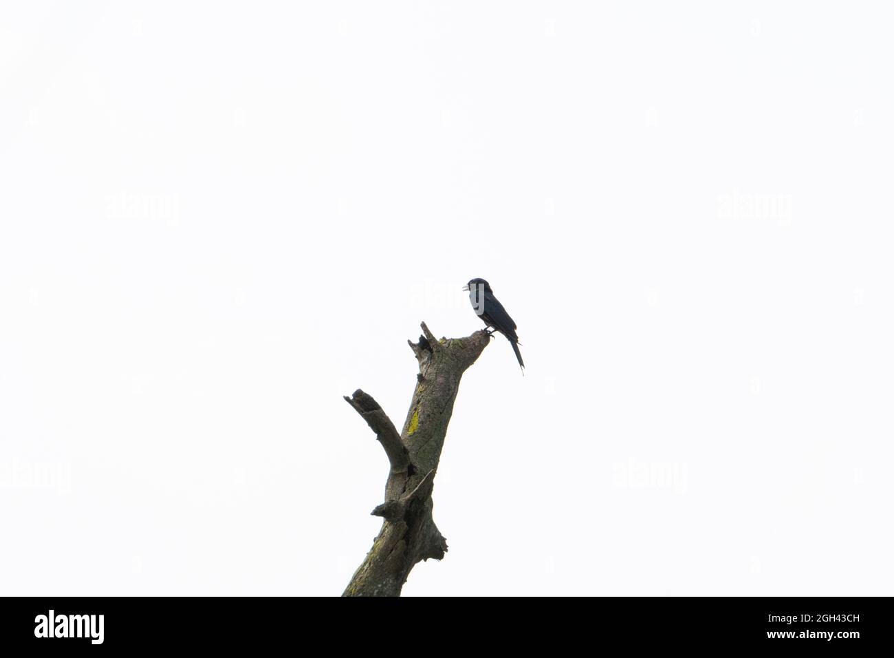 Baby corvo seduto su un tronco di albero dietro cielo chiaro isolato Foto Stock
