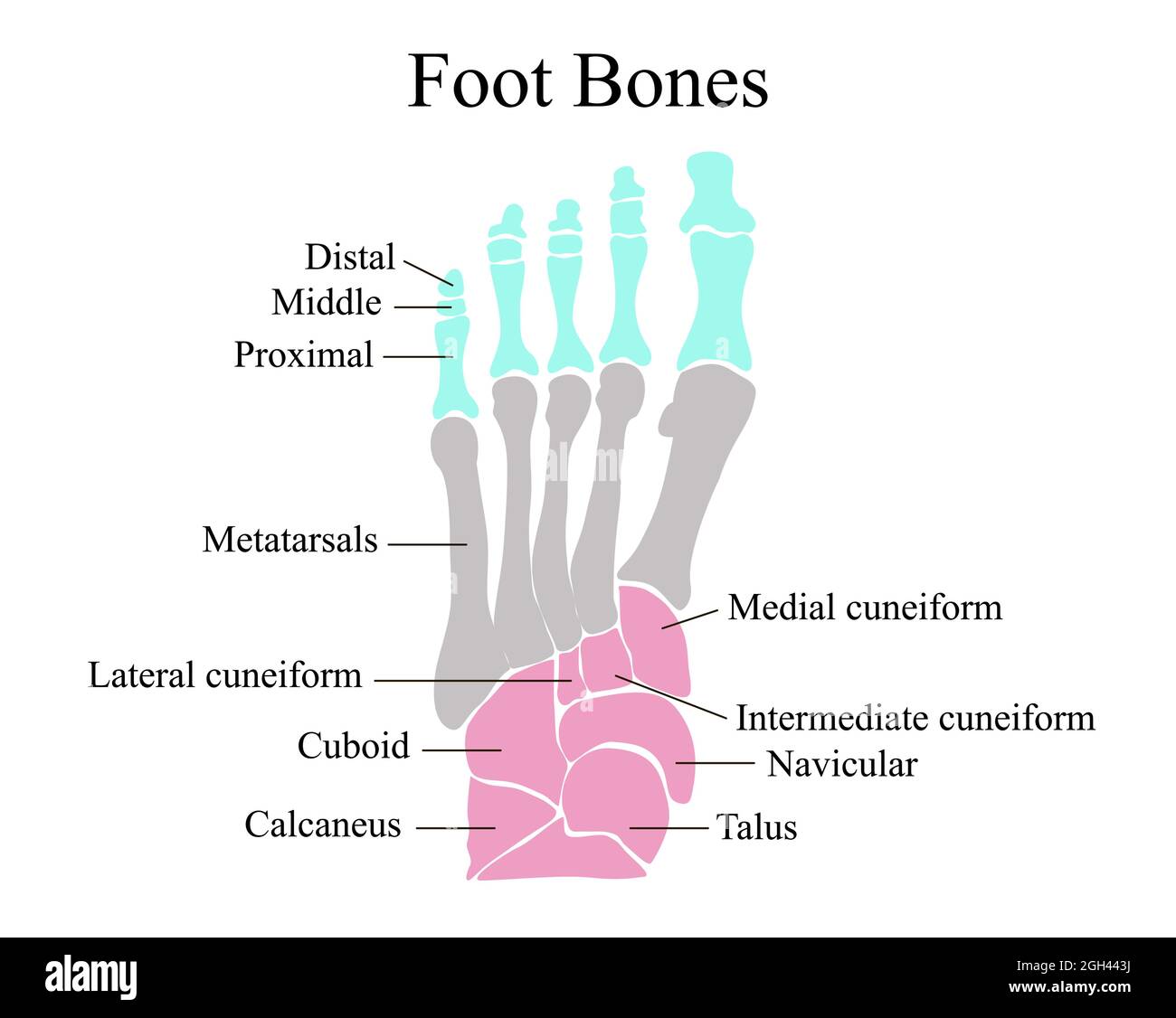 Struttura anatomica delle ossa del piede. Illustrazione vettoriale. Illustrazione Vettoriale