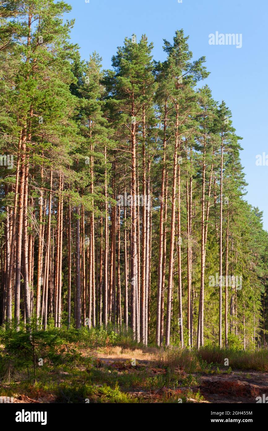 Foresta europea, foto di sfondo verticale. Pini in una giornata estiva di sole Foto Stock