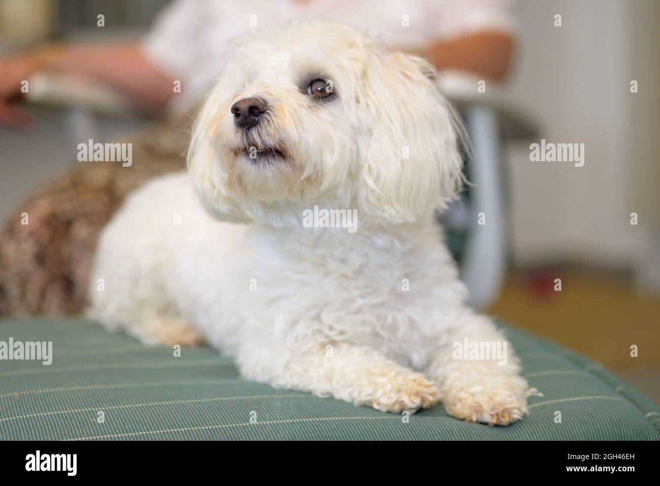 Adorabile piccolo bianco Havanese cane occhio la macchina fotografica come si rilassa al chiuso a casa in un ritratto in primo piano con la messa a fuoco per l'occhio Foto Stock