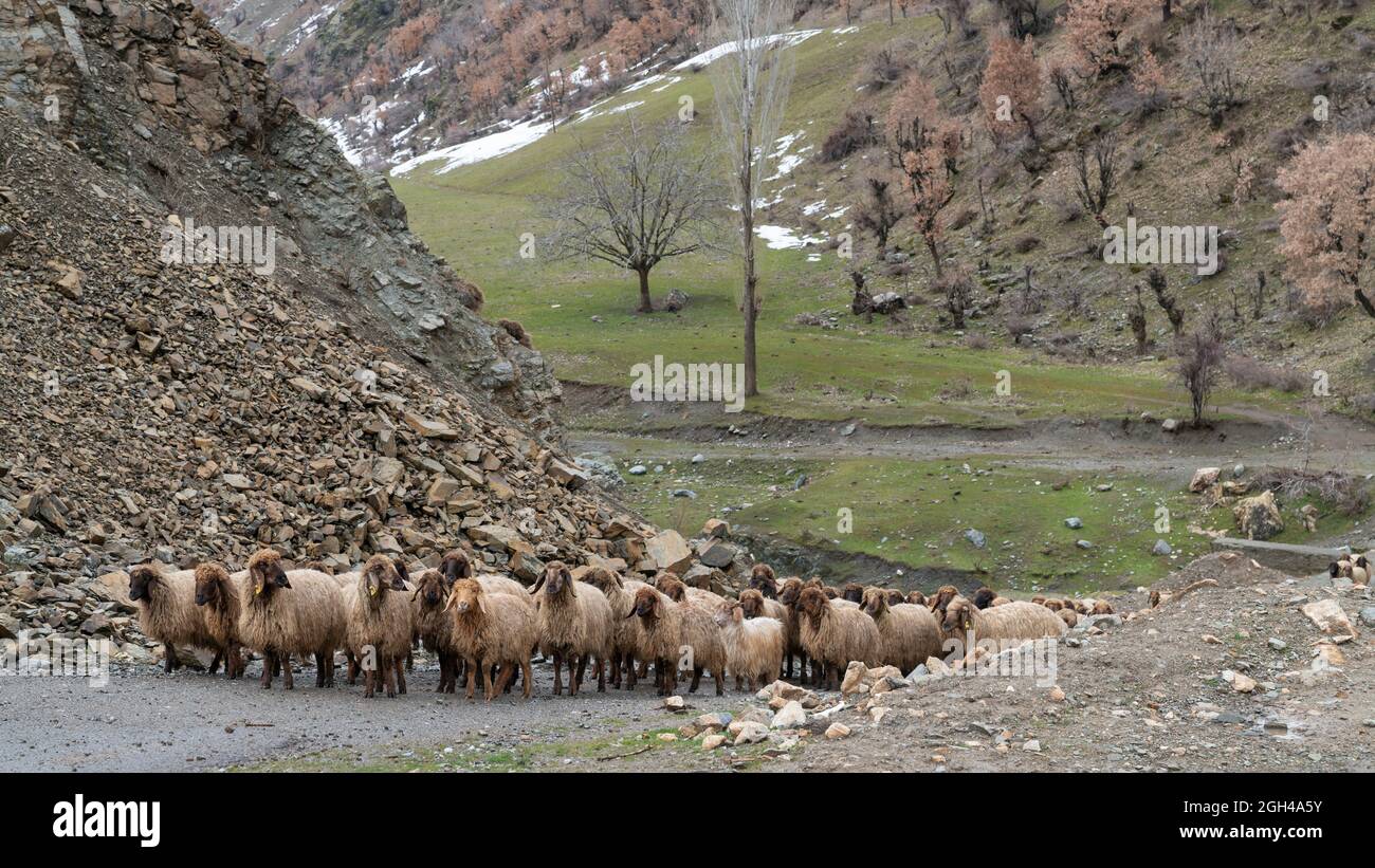 Gregge di pecore nella Turchia orientale, Bitlis. Pecora su campo. Foto Stock