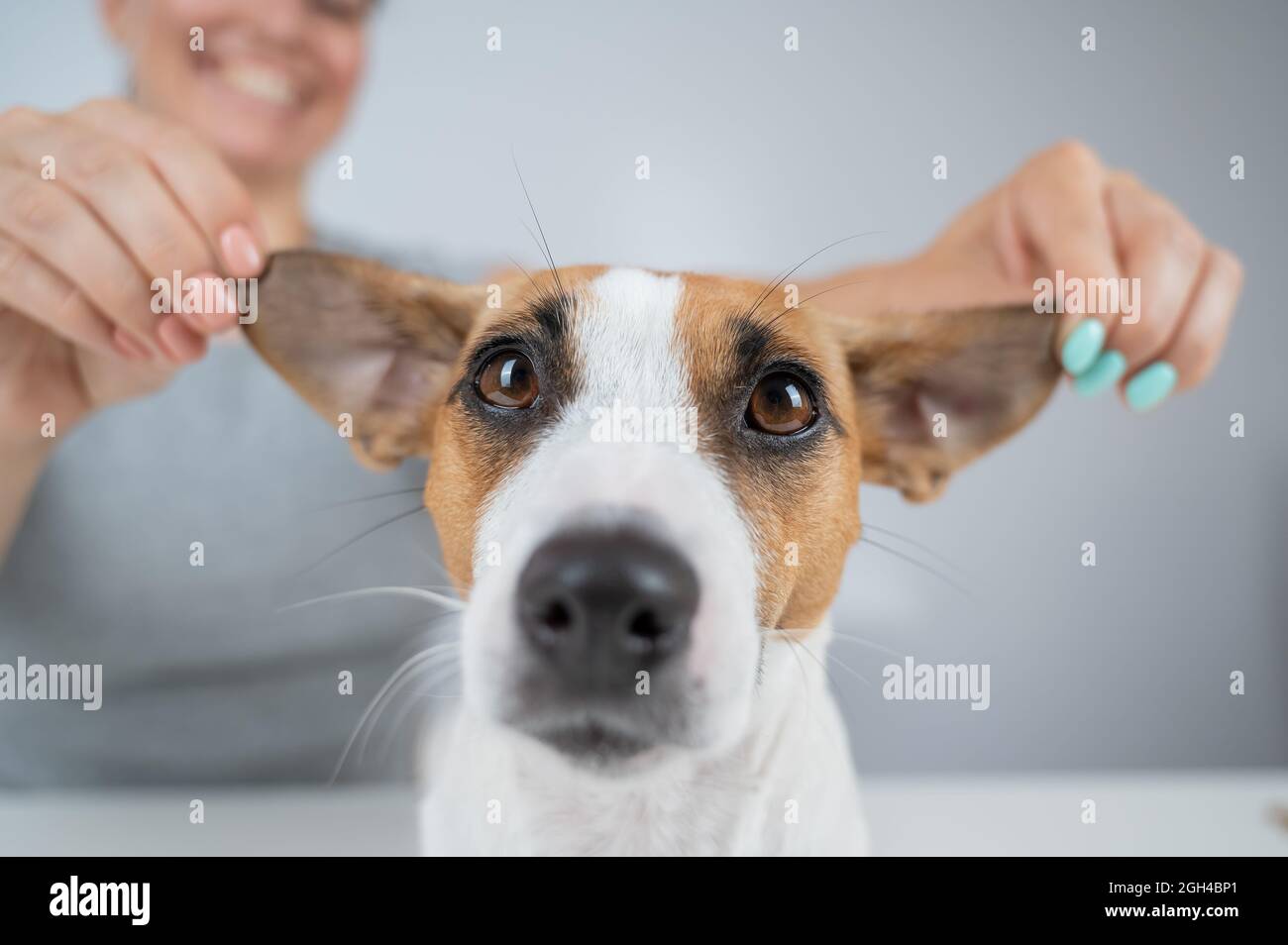 La donna tiene le orecchie del cane Jack Russell Terrier e lo tira in diverse direzioni Foto Stock