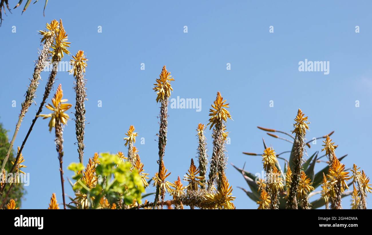 Aloe fiore giallo pianta succulente, California USA. Flora del deserto, clima arido botanico naturale primo piano sullo sfondo. Vivace fiore arancione di Aloe vera. Foto Stock