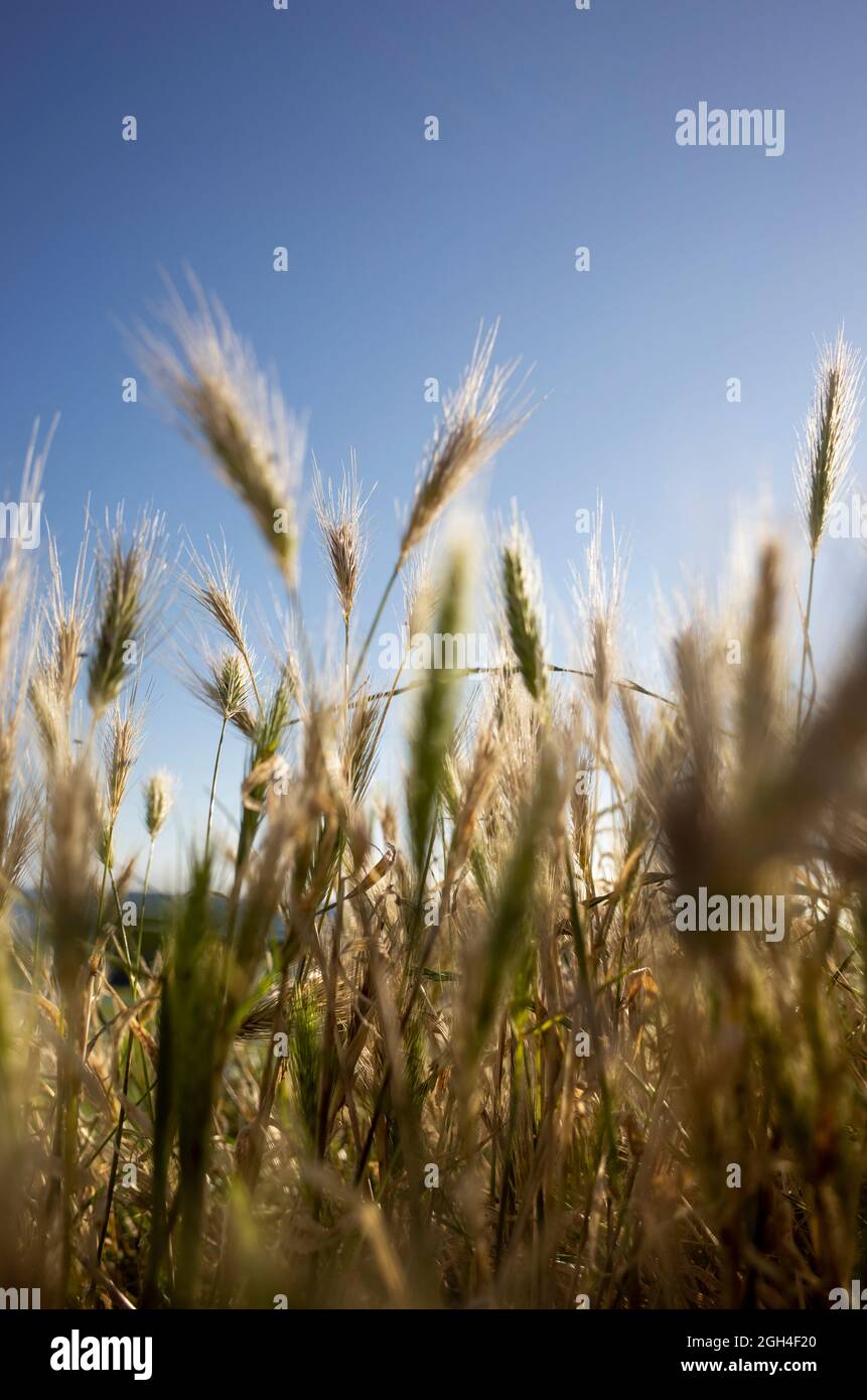 Capanne da spiaggia ed erbe al sole a Tankerton in Whitstable Kent Inghilterra Regno Unito Foto Stock