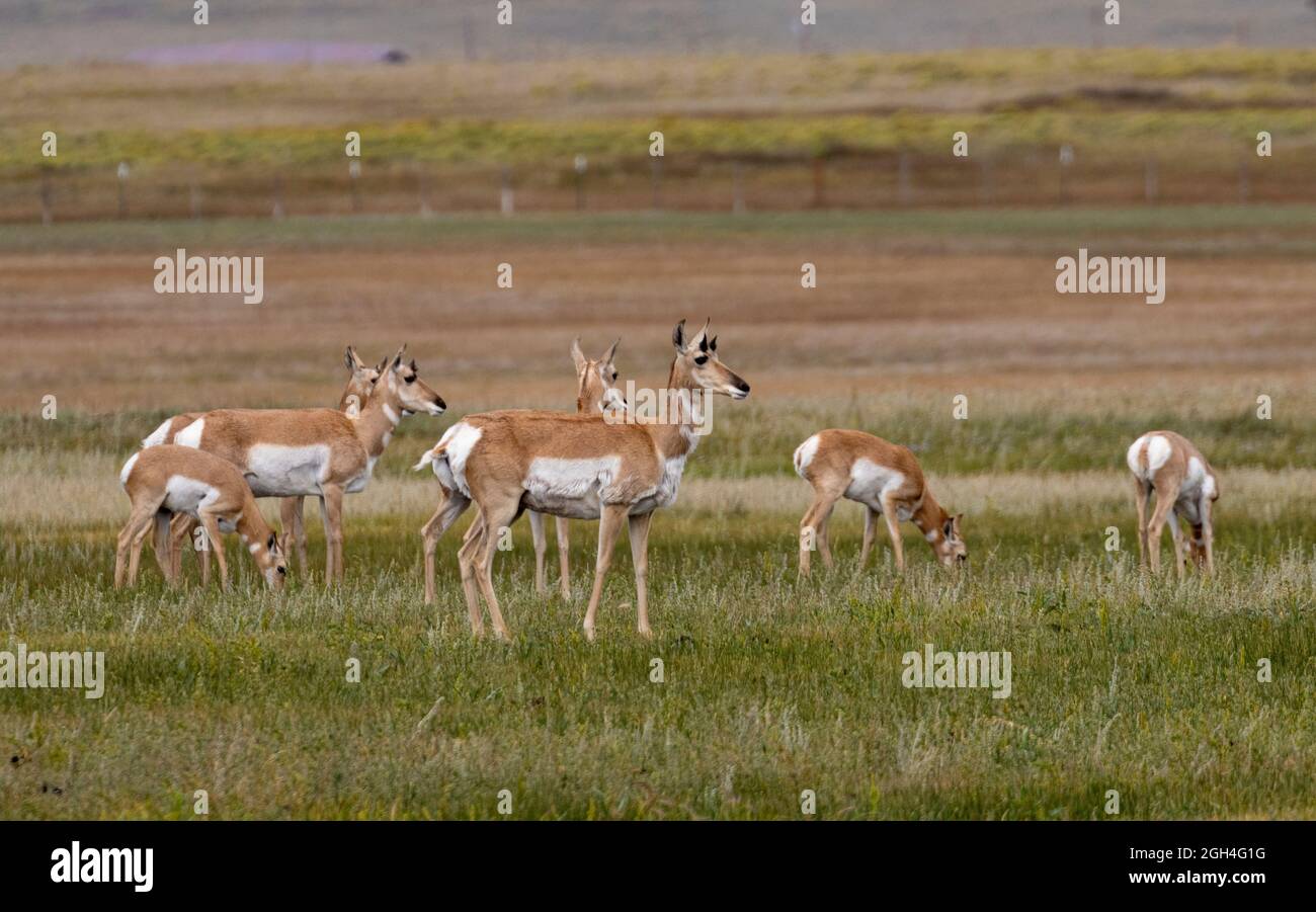 Pronghorn Antelope a Jefferson Lake Colorado Foto Stock