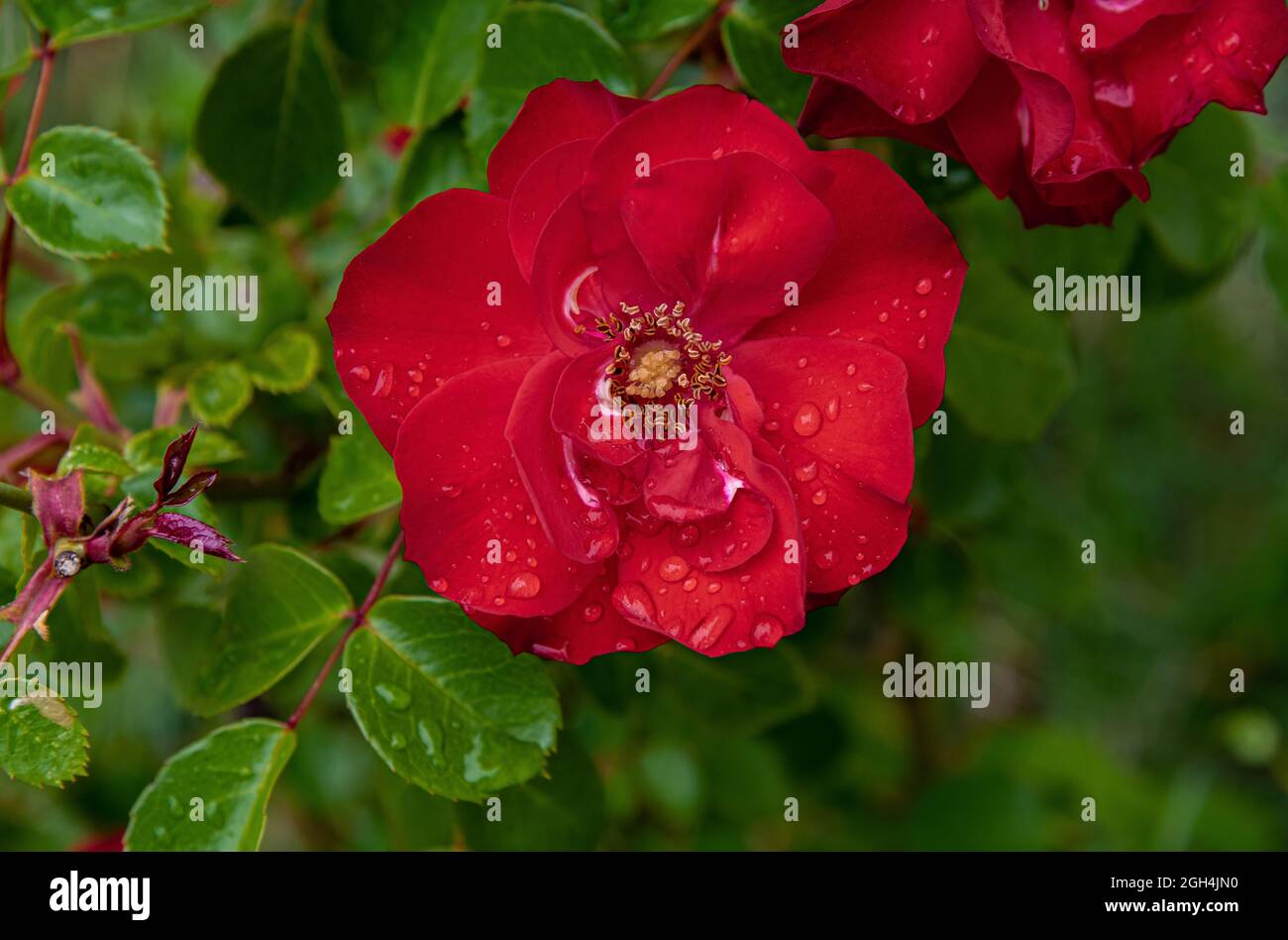 Rosa. È un genere della famiglia delle Rosaceae che comprende circa 150 specie, originarie dell'Europa e dell'Asia. Foto Stock