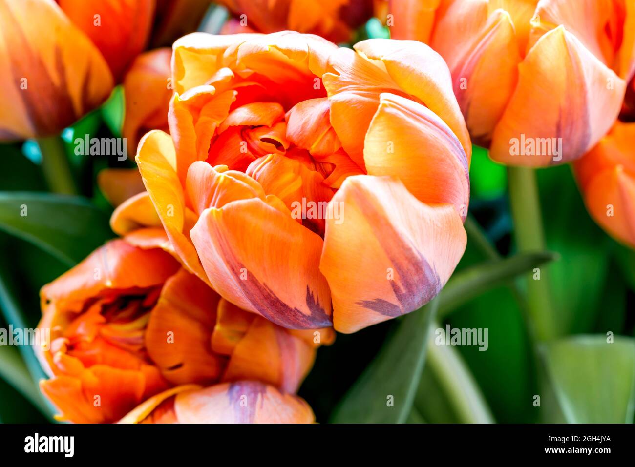 Mazzo di tulipani - rosso, arancio e giallo; Tulpenstrauß - marciume, arancio e gelb Foto Stock