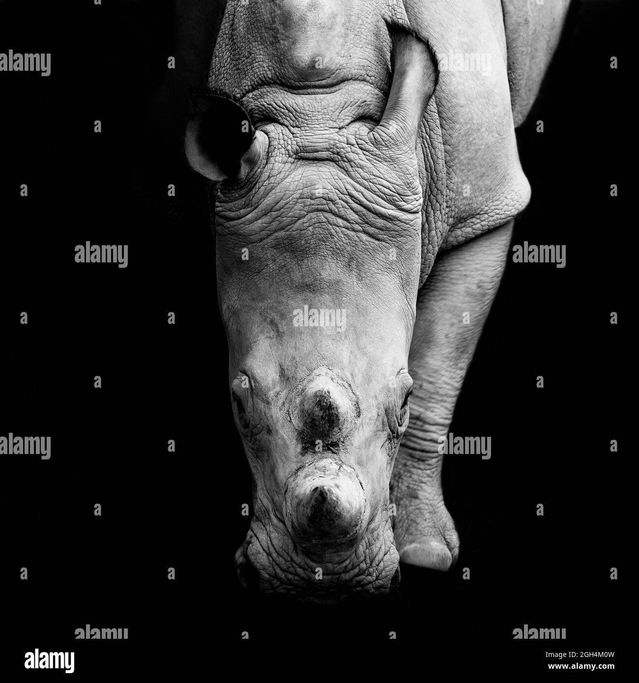 Rhino grande e forte Foto Stock
