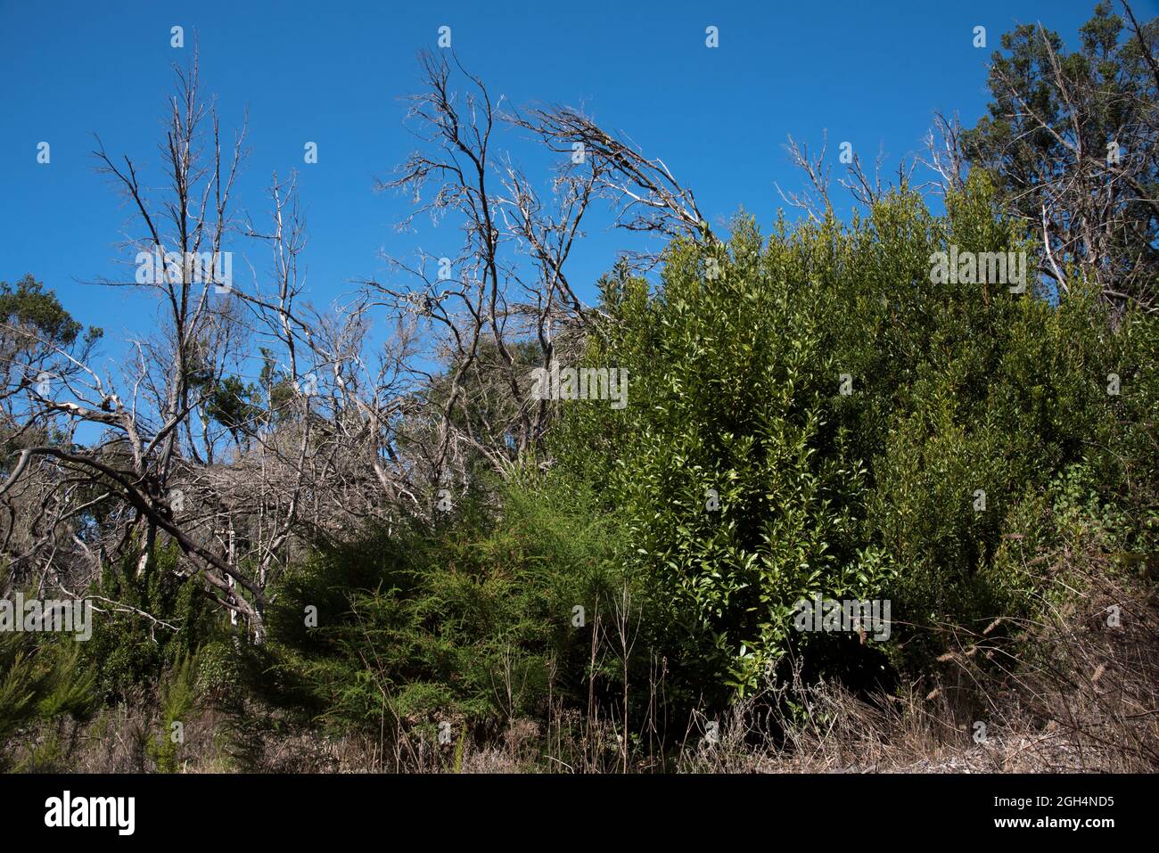 Cinque anni dopo l'incendio della foresta nell'altopiano di la Gomera del 2012 agosto, tra tronchi bruciati, cresce del verde. Foto Stock