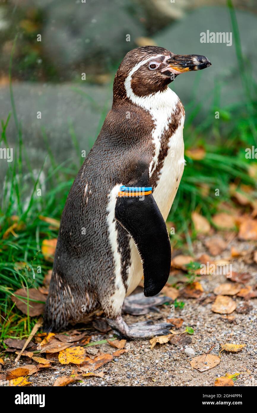 Pinguino in piedi sulla spiaggia Foto Stock