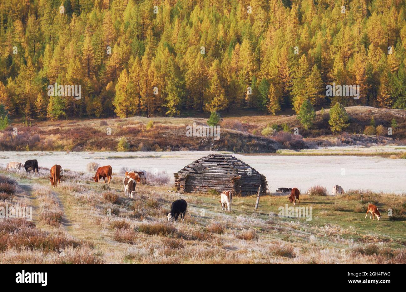 Vista sulla casa del pastore di grandine e mandria di mucche sul altopiano montano di Altai Eshtykel. Altai, Siberia, Russia Foto Stock