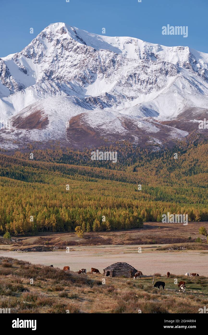 Vista sulla casa del pastore di grandine e mandria di mucche sul altopiano montano di Altai Eshtykel. La cresta di Chui Nord è sullo sfondo. Altai, Siberia, Russia Foto Stock