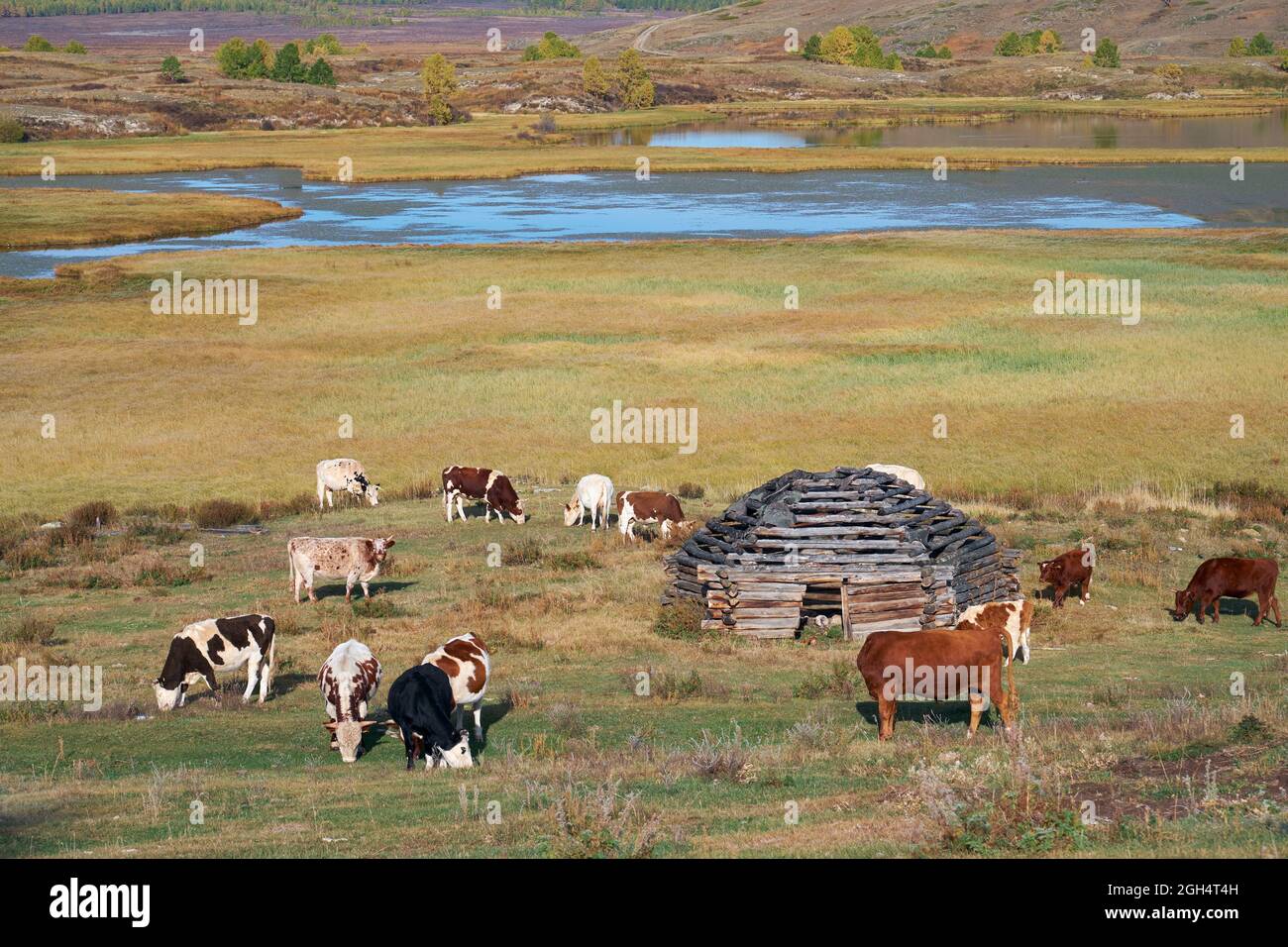 Vista sulla casa del pastore e la mandria di mucche sul altopiano montano Altai Eshtykel sulla riva del fiume Kurkurek. Altai, Siberia, Russia Foto Stock