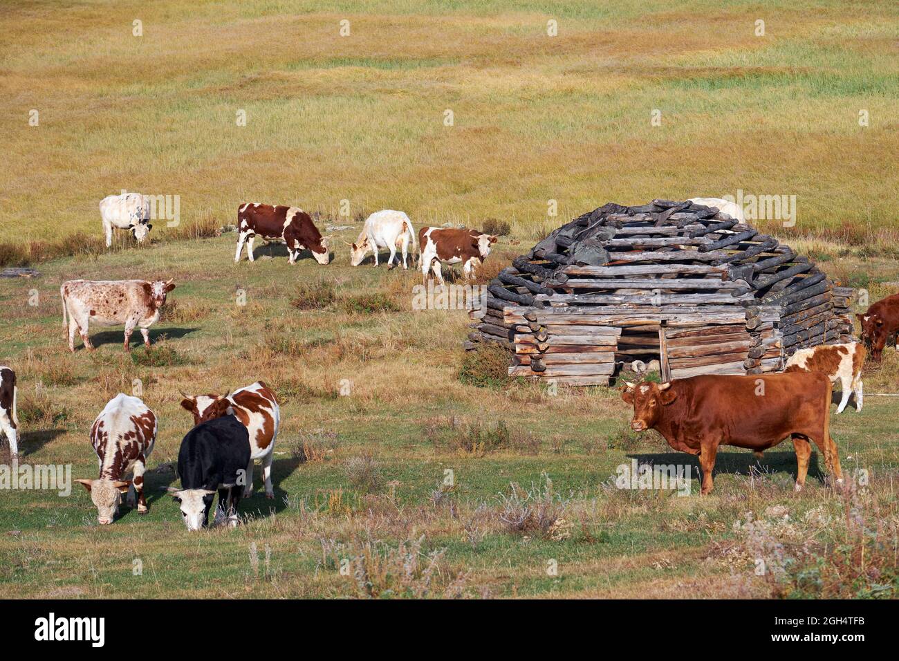 Vista sulla casa del pastore di grandine e mandria di mucche sul altopiano montano di Altai Eshtykel. Altai, Siberia, Russia Foto Stock