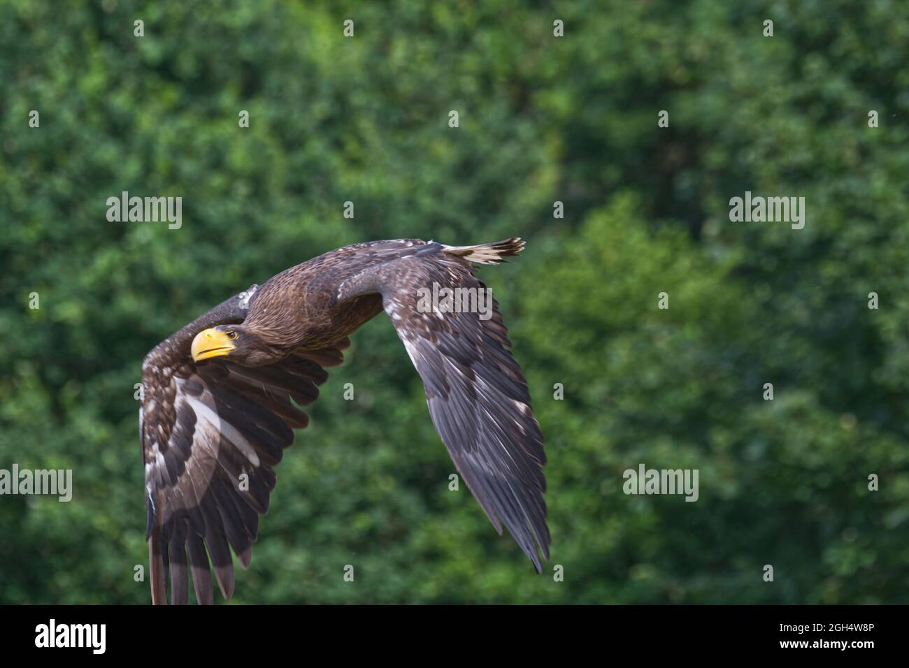 Steller's sea eagle Foto Stock