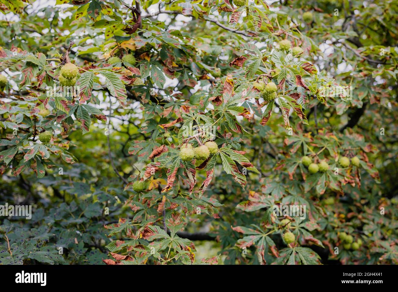 Conkers che crescono su un castagno a Jesmond Dene, Inghilterra Foto Stock