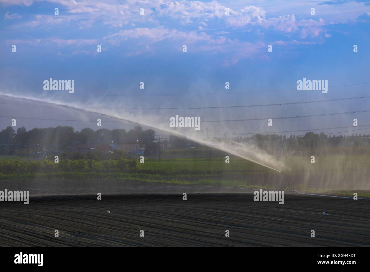L'impianto di irrigazione irriga i campi d'estate in Italia Foto Stock