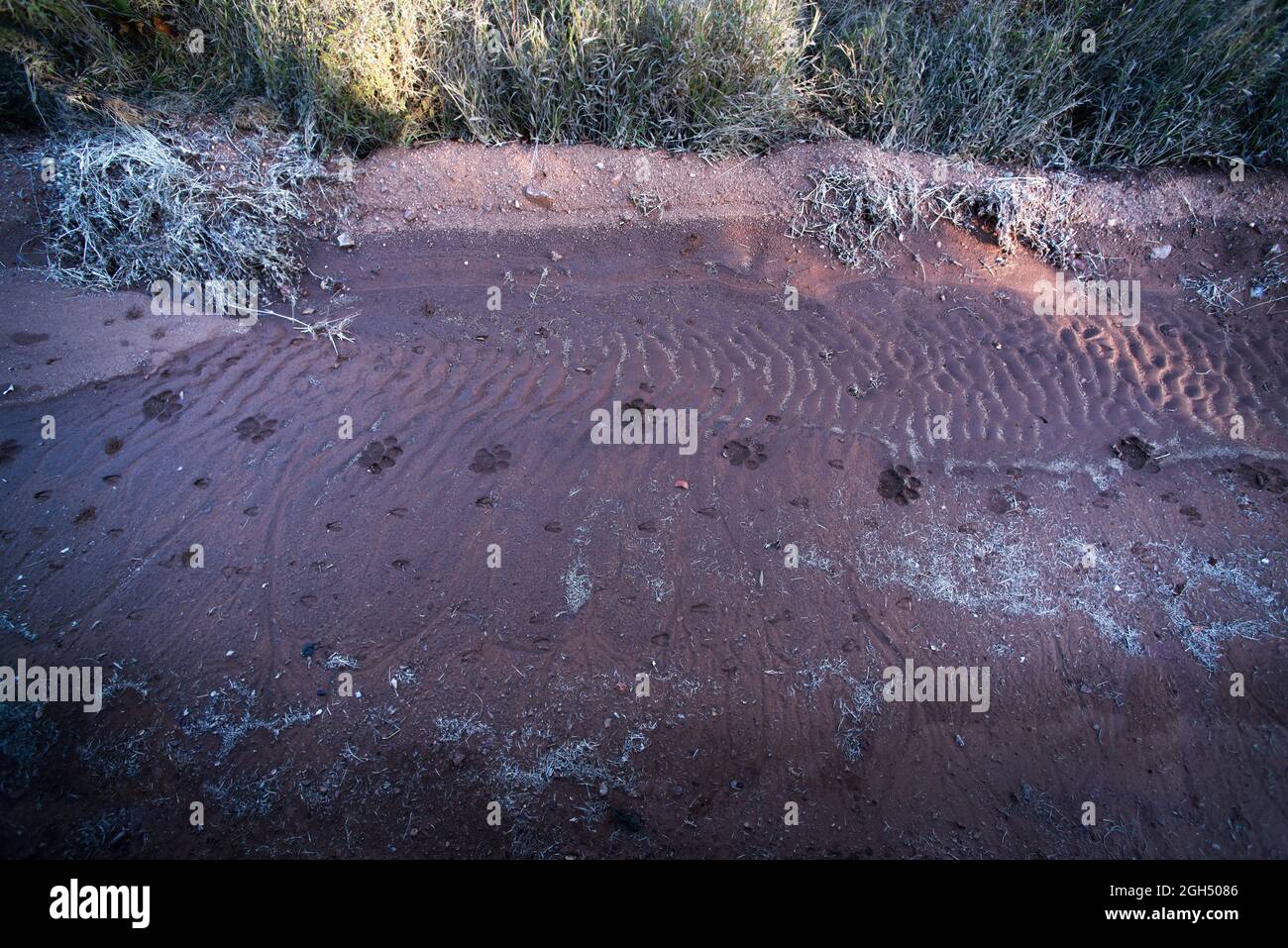Freschi brani di leone nel fango Foto Stock