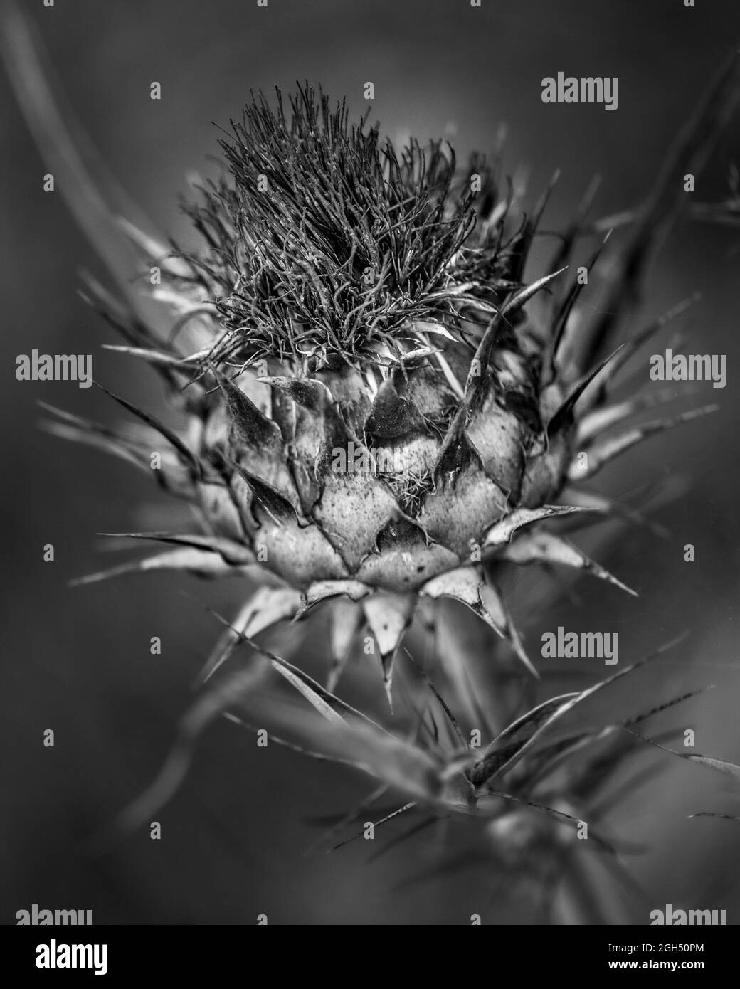 Un'immagine in scala di grigi di un cardo spinoso Foto Stock