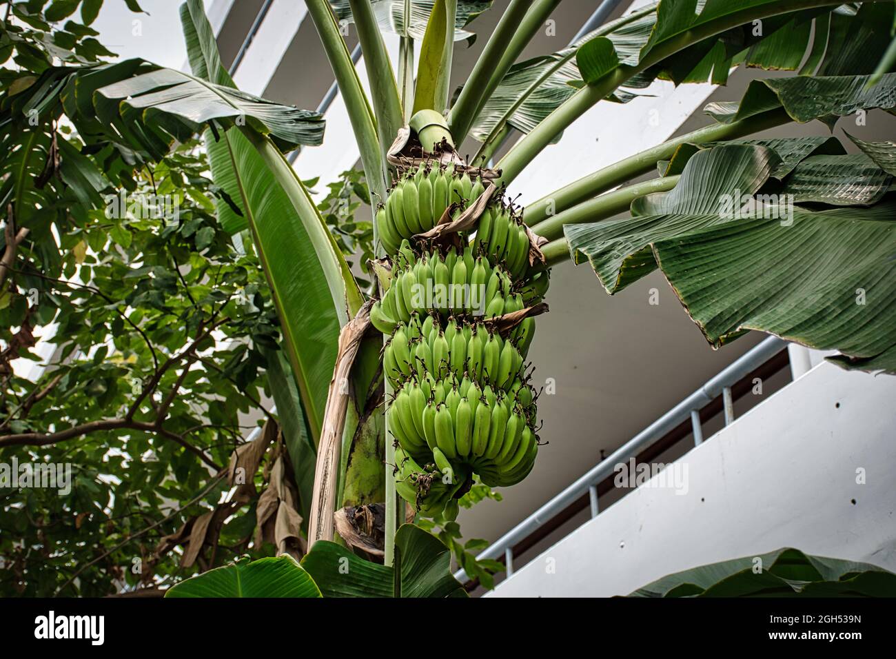 Primo piano di un mazzo di banane verdi non mature su banana a Bangkok Foto Stock